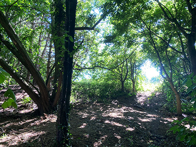 woodland woodland